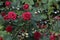 Seasonal red ivy roses, thorns and green leaves.