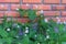 Seasonal small white grass flowers against beautiful colored brick wall background