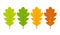 Seasonal specific oak leaves icon