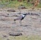 Seasonal specimens of African birds appear in the rain-free winter season in Central Africa to complete their mating and reproduct