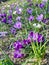 Seasonal spring crocus pop up in the netherlands