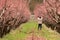 Seasonal spring work in the peach orchard. The gardener cuts off the branches of a flowering peach. Selective focus