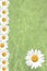 Seasonal Summer Daisy and Grass Background