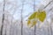 Seasonal winter frosty yellow leaf with snow on forest branch