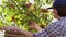 Seasonal worker gathering ripe apples from tree in orchard