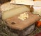 Seasoned cheese on wooden chopping board in local market