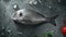 Seasoning Gilthead Bream Fish Ready to Cook - Table Top View, Slow Motion