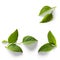 seasoning herb fresh leaves basil isolated on transperent background
