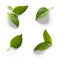 seasoning herb fresh leaves basil isolated on transperent background