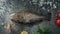 Seasoning Trout Fish Ready to Cook - Table Top View, Slow Motion