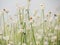 Seasons of flowers, Small white flowers in the meadow and ladybug on a flower, the flower of eriocaulon cinereum pipewort