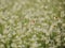 Seasons of flowers, Small white flowers in the meadow and ladybug on a flower, the flower of eriocaulon cinereum pipewort