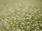 Seasons of flowers, Small white flowers in the meadow and ladybug on a flower, the flower of eriocaulon cinereum pipewort