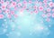 Seasons greeting background with cherry blossoms flowers branches on blue backdrop with bokeh
