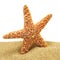 Seastar and sand bank