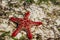 Seastar on sea shore, underwater wildlife