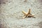 Seastar or sea starfish standing in beach sand. Star fish on background with copy space.