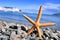 Seastar in the seashore