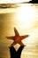 Seastar on the shore of a beach