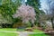 Seatac Garden Cherry Tree 4