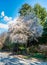 Seatac Garden White Blossoms 3