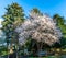 Seatac Garden White Blossoms 6