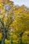 Seatac Yellow Autumn Trees 9