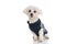 Seated beautiful bichon dog wearing a winter cloth