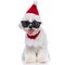 Seated bichon dog panting, wearing a christmas hat