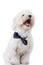 Seated bichon puppy is looking up
