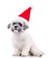 Seated bichon santa