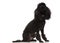 Seated black poodle looks up