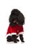 Seated black poodle wearing santa costume looks to side
