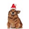 Seated brown dog with christmas hat covering one ear