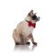 Seated classy burmese cat wearing sunglasses looks down to side