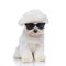 Seated cool bichon dog is wearing sunglasses