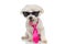 Seated cool bichon dog is wearing sunglasses, a pink tie