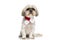 Seated cute shih tzu dog wearing a red scarf