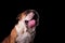 Seated english bulldog with tongue exposed looks up to side