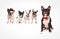 Seated french bulldog wearing red bowtie in front of dogs