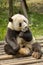 Seated Giant Panda Bear Adult Chewing on Ice