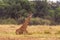 Seated giraffe. Kenya, Africa