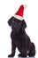 Seated little black labrador retriever puppy wearing santa hat