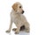 Seated little labrador retriever puppy looks away to side