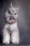 Seated miniature schnauzer color pepper and salt