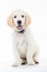 Seated panting golden lacrador retriever puppy dog