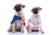 Seated pug couple dressed for halloween looking up to side