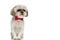 Seated shih tzu dog wearing a red bowtie