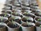 Seated small sprouts of tomatoes in peat cups.Spring agricultural preparatory work