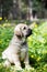 Seated spanish mastiff puppy on grass and yellow flowers